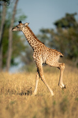Baby Masai giraffe galloping across grassy clearing
