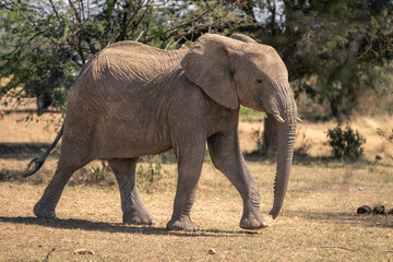 Fototapeta na wymiar African elephant walks past trees in savannah