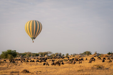 Balloon flies over grazing blue wildebeest herd - obrazy, fototapety, plakaty