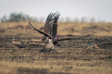 Black-backed jackal chases away vultures from kill