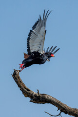 Bateleur takes off from branch lifting wings
