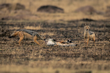 Black-backed jackal stands eating gazelle beside another
