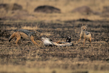 Black-backed jackal stands eating kill beside another