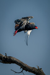 Bateleur flies away from branch in sunshine