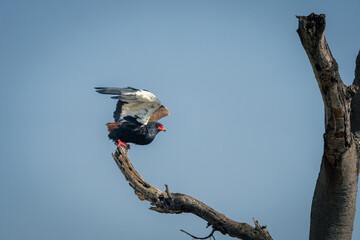 Bateleur unfolds wings taking off from branch