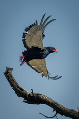 Bateleur leaves branch under perfect blue sky
