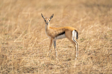 Baby Thomson gazelle stands in long grass