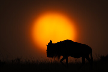 Blue wildebeest walks silhouetted against setting sun