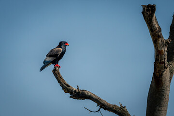 Bateleur on dead tree under blue sky