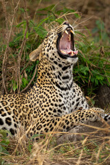 Close-up of female leopard yawning in bushes