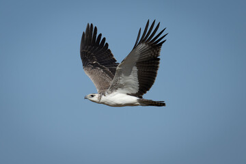 Obraz premium Juvenile martial eagle flies through blue sky
