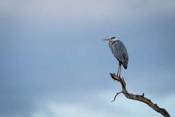 Grey heron on dead branch beneath stormclouds