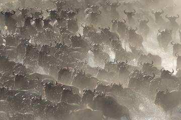 Confusion of blue wildebeest galloping through dust