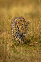 Naklejka premium Female leopard stalks through grass lifting paw