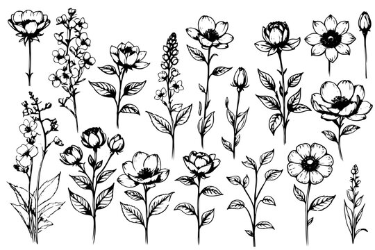 Hand drawn plants set sketch wild flowers and leaves