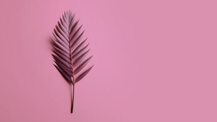 Palm leaf in pink color on a solid pink background. Studio. Isolated pink background.