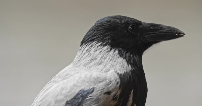 Close-up portrait of a Crow moving its head.