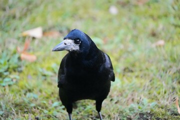 
Portrait of a rook (Corvus frugilegus) Corvidae family. Hanover, Germany.
