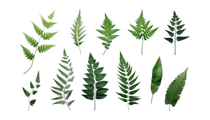 set of fern leaf isolated on transparent background cutout