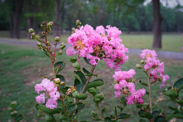 Pink flowers of Lagerstroemia speciosa or Queen's crepe myrtle in the garden close up. Pale purple inflorescences on branches with buds in the park in Pakistan on a cloudy rainy day, horizontal photo.