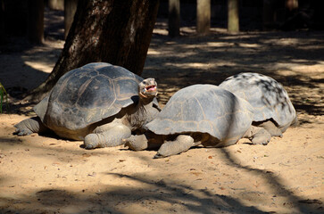 Tortoise turtles at animal reserve