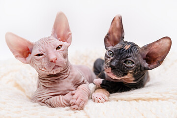 two cute Sphynx kittens on a light background