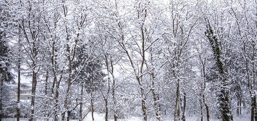 Snow on trees in a forest