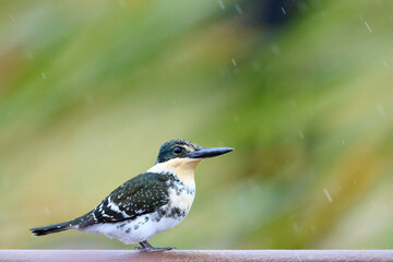 Green kingfisher (Chloroceryle americana) sitting on a rail in the rain on South Padre Island, TX.