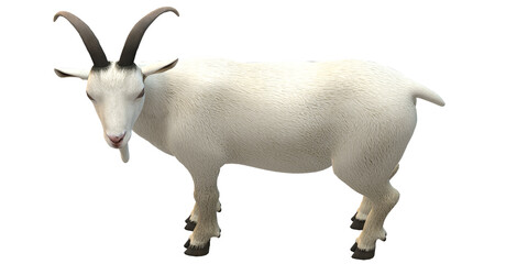 Goat isolated on a Transparent Background