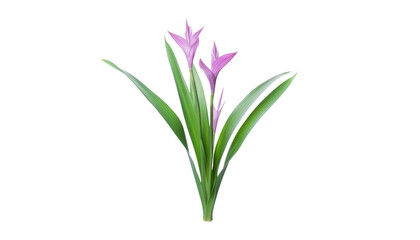 pink flower plant isolated on transparent background cutout
