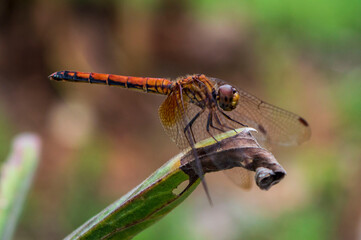dragonfly perched on the grass. nature photography. taken with close up