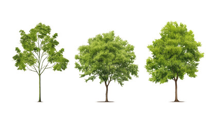 green tree isolated on transparent background cutout