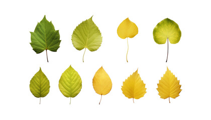 Fototapeta na wymiar set of leaves isolated on transparent background cutout