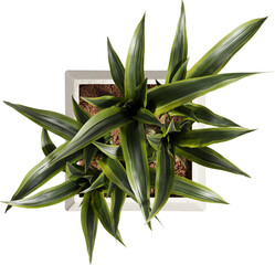 Top view of potted houseplant - Dracaena