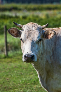 white cow in a field from the breed piemonte