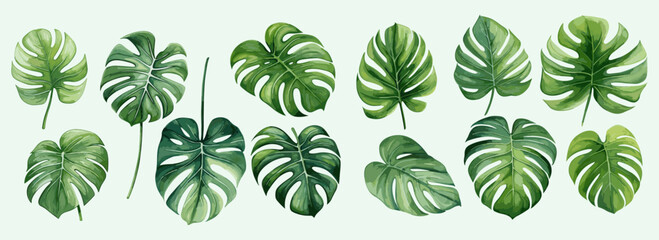 Monstera leaves watercolor painting collection set on an isolated background vector design for cards, wedding invitation and birthday cards