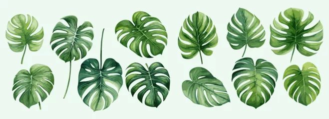 Fototapete Tropische Pflanzen Monstera leaves watercolor painting collection set on an isolated background vector design for cards, wedding invitation and birthday cards