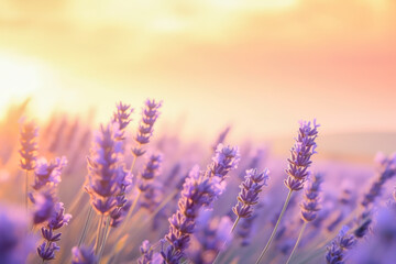 Closeup of lavender flowers on background of ethereal sunrise over a lavender field in Provence, with soft focus and a pastel color palette. Beautiful floral backdrop of lavender meadow flowers - obrazy, fototapety, plakaty