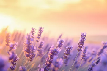 Foto op Canvas Closeup of lavender flowers on background of ethereal sunrise over a lavender field in Provence, with soft focus and a pastel color palette. Beautiful floral backdrop of lavender meadow flowers © KRISTINA KUPTSEVICH