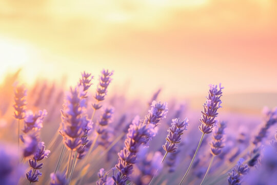 Closeup of lavender flowers on background of ethereal sunrise over a lavender field in Provence, with soft focus and a pastel color palette. Beautiful floral backdrop of lavender meadow flowers © KRISTINA KUPTSEVICH