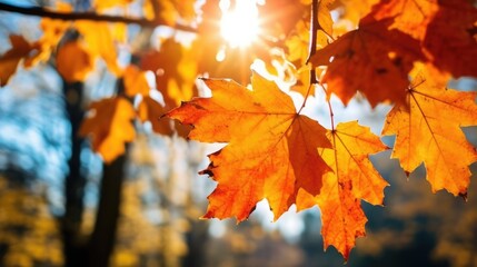 Obraz premium Beautiful maple leaves in autumn sunny day in foreground and blurry background