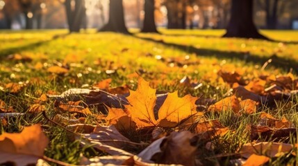 Beautiful maple leaves in autumn sunny day in foreground and blurry background