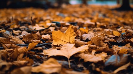 Beautiful maple leaves in autumn sunny day in foreground and blurry background