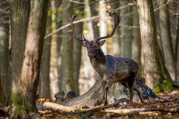 Naklejka na ściany i meble European Fallow Deer - Dama dama, large beautiful iconic animal from European forests and meadows, White Carpathians, Czech Republic.