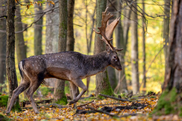 European Fallow Deer - Dama dama, large beautiful iconic animal from European forests and meadows, White Carpathians, Czech Republic.