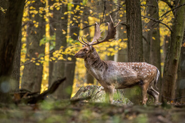 European Fallow Deer - Dama dama, large beautiful iconic animal from European forests and meadows, White Carpathians, Czech Republic.