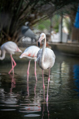 Graceful Flamingos in Picturesque Wetland - Vibrant Birdlife Photography