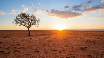 Fotobehang Tree in the midst of drought and desolation. © Royal Ability