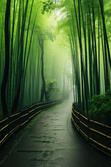 Fototapeta premium Bamboo forest