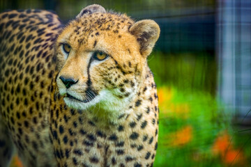 portrait of a cheetah